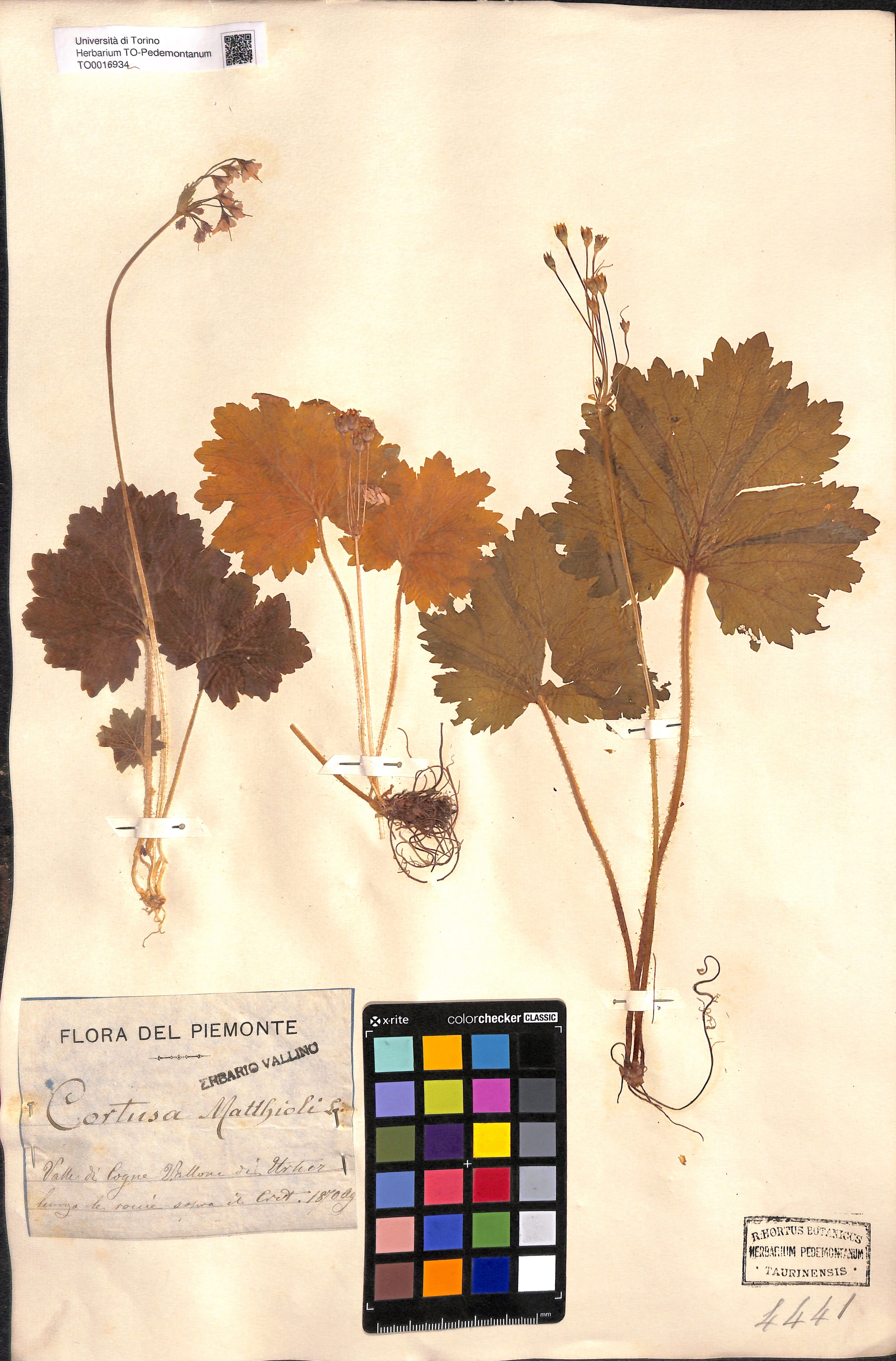 Un esempio di un campione di erbario di Cortusa matthioli&nbsp;raccolto nella Valle di Cogne nel 1870 conservato presso l'erbario di Torino