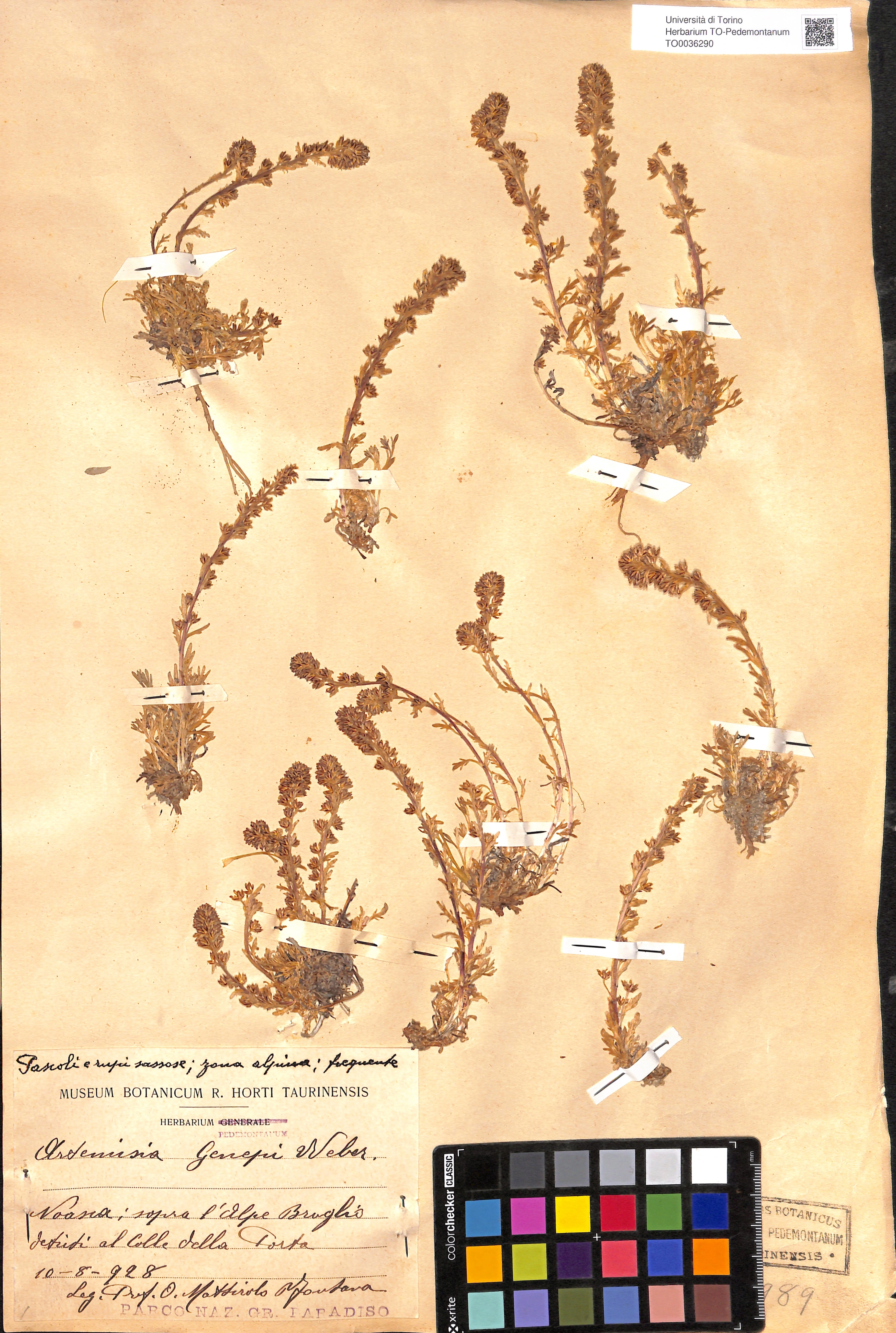 Un esempio di un campione di erbario di Artemisia genipi raccolto a Noasca, nel Parco Nazionale Gran Paradiso da Oreste Mattirolo, vicepresidente della 1' commissione Reale del Parco. Il reperto è conservato presso l'erbario di Torino.