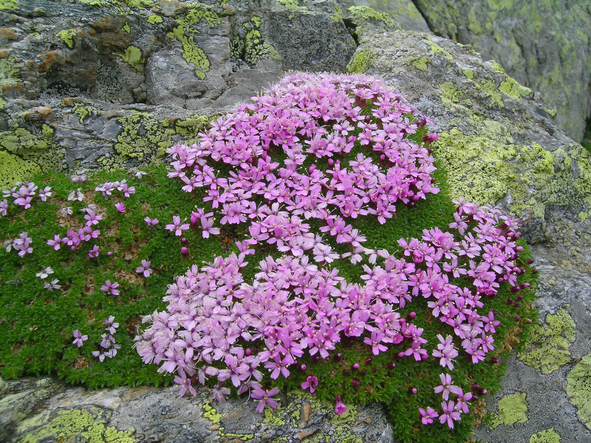 Silène sans pédoncule (Silene exscapa)Les nombreuses tigelles, ramifiées et recouvertes d’une épaisse couche de feuilles, forment un coussin ou pulvinus posé au sol ; ainsi, la plante, comme la Mousse, est capable d’absorber de grandes quantités d’eau et de retenir l’air non déplacé par le vent afin de réduire la transpiration.