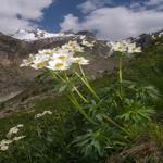 Photo Maurizio Broglio - Anemone narcissiflora