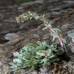 Photo Maurizio Broglio - Artemisia genipi