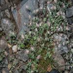 Photo Maurizio Broglio - Trifolium saxatile