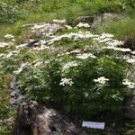 Anemone Narcissiflora