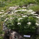 Anemone Narcissiflora