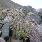 Artemisia genipi