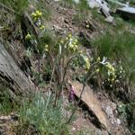 Artemisia umbelliformis