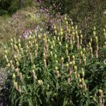 Astragalus alopecurus