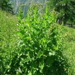 Chenopodium  bonus-henricus