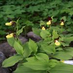 Cypripedium calceolus