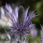 Eryngium alpinum