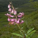 Lilium martagon