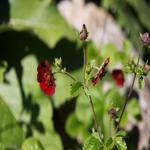 Potentilla atrosanguinea