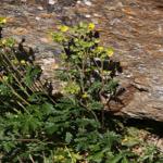 Potentilla pensylvanica