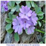 Photo Club Aquile Rampanti - Primula marginata