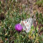 <p><b>Apollon (Parnassius apollo)</b></p><p>Protégé au niveau européen, l’Apollon est considéré comme le papillon symbole des Alpes, et est surveillé avec d’autres espèces dans le cadre du projet Biodiversité du Parc.</p>