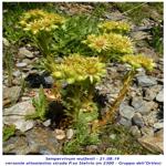 Photo Club Aquile Rampanti - Sempervivum wulfenii