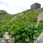 <b>Romice alpino (Rumex alpinus)</b> è specie nitrofila che cresce abbondante sui suoli ricchi di azoto, presso le stalle e gli stazionamenti del bestiame