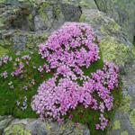 <p><span style="font-size: 14.6667px;"><b>Stalkless silene, Scapeless Moss Campion (Silene exscapa)</b></span></p><p><span style="font-size: 11pt; background-color: initial;">Its numerous small stems, which are branched out and densely-covered in leaves, form a sort of cushion or pulvinus on the ground; like moss, the plant is able to absorb large quantities of water and retain any air not moved by the wind, thus reducing transpiration.</span></p>